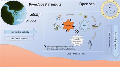 Review of the concentration, bioaccumulation, and effects of lanthanides in marine systems